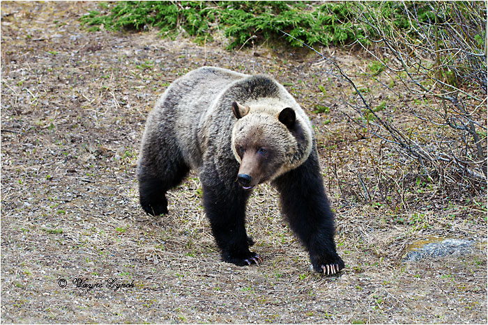 Mountain Grizzly Bear 111 by Dr. Wayne Lynch ©